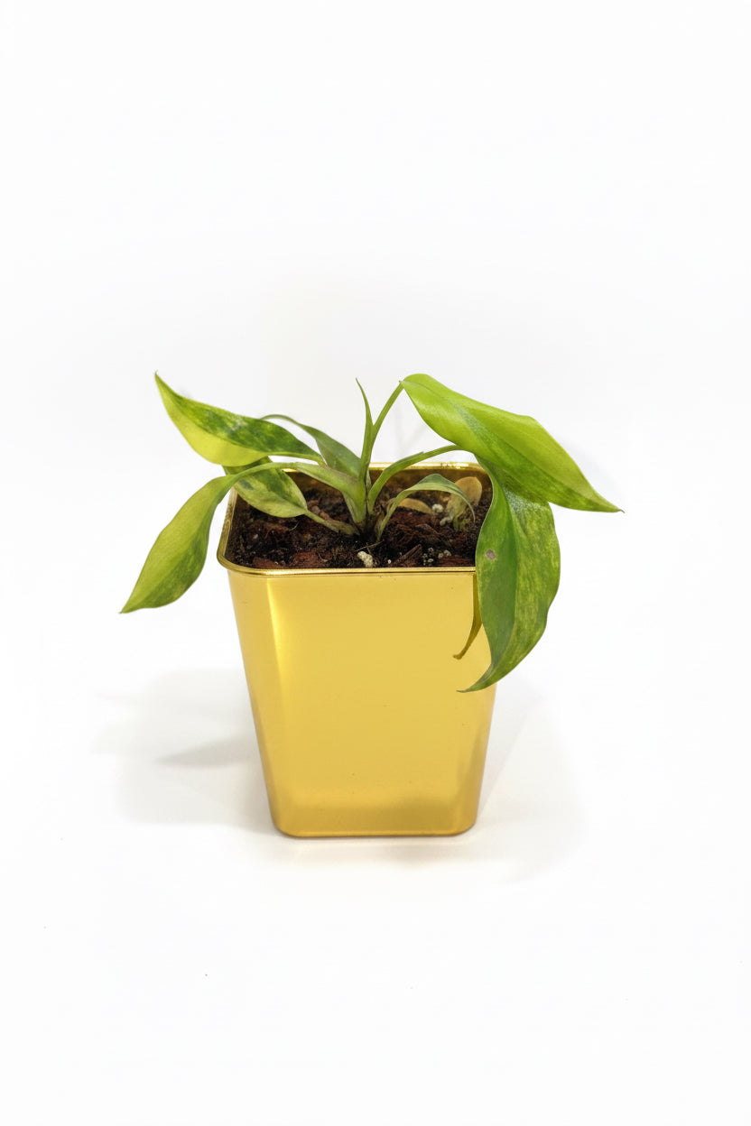Philodendron