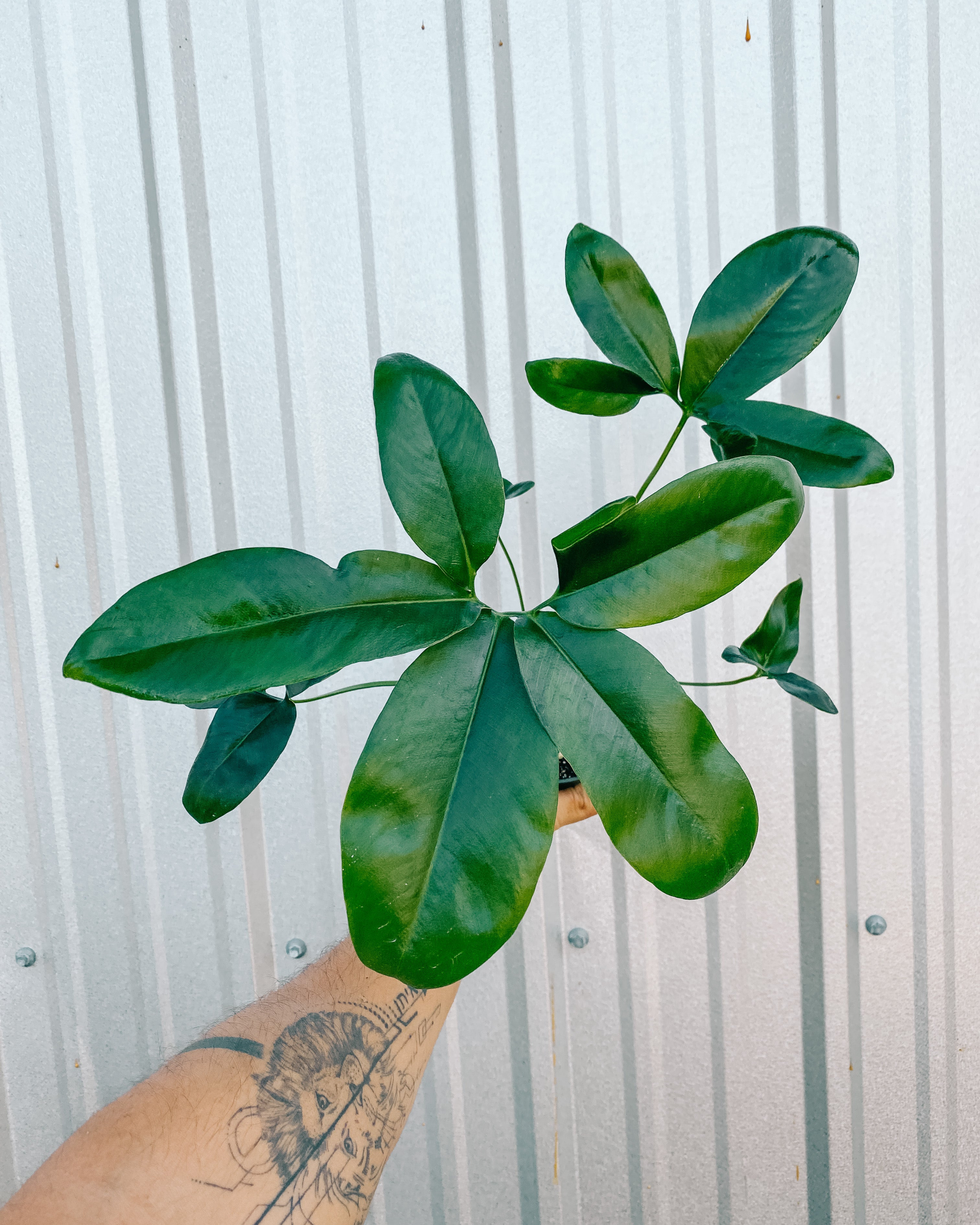 4" Thaumatophyllum Spruceanum (Philodendron 'Goeldii')