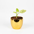 Alocasia (corm)