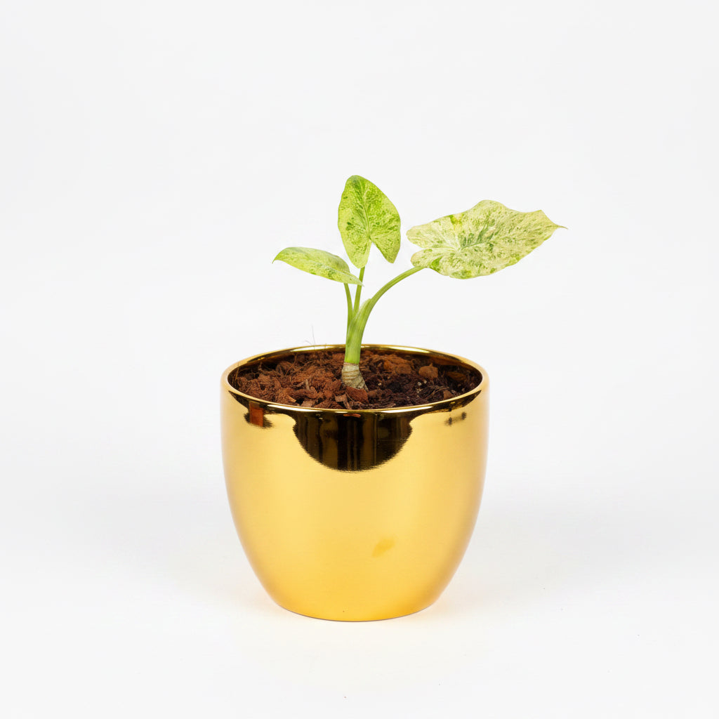 Alocasia (corm)