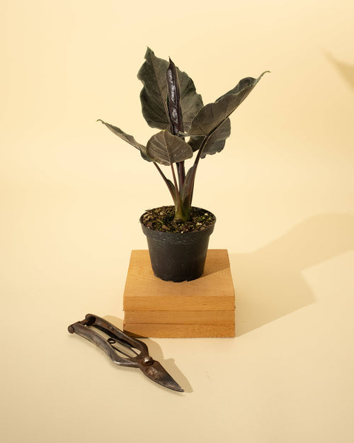 4" Alocasia Chienlii 'Antoro Velvet'