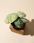 4" Variegated Alocasia Ninja 'Tricolor'