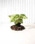 4" Alocasia 'Odora Batik'