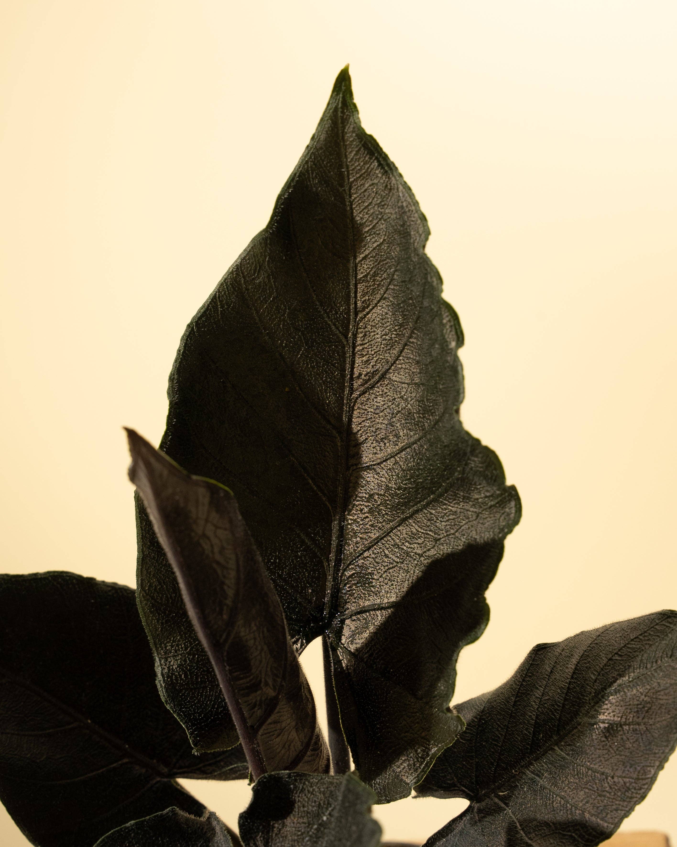 4" Alocasia Chienlii 'Antoro Velvet'