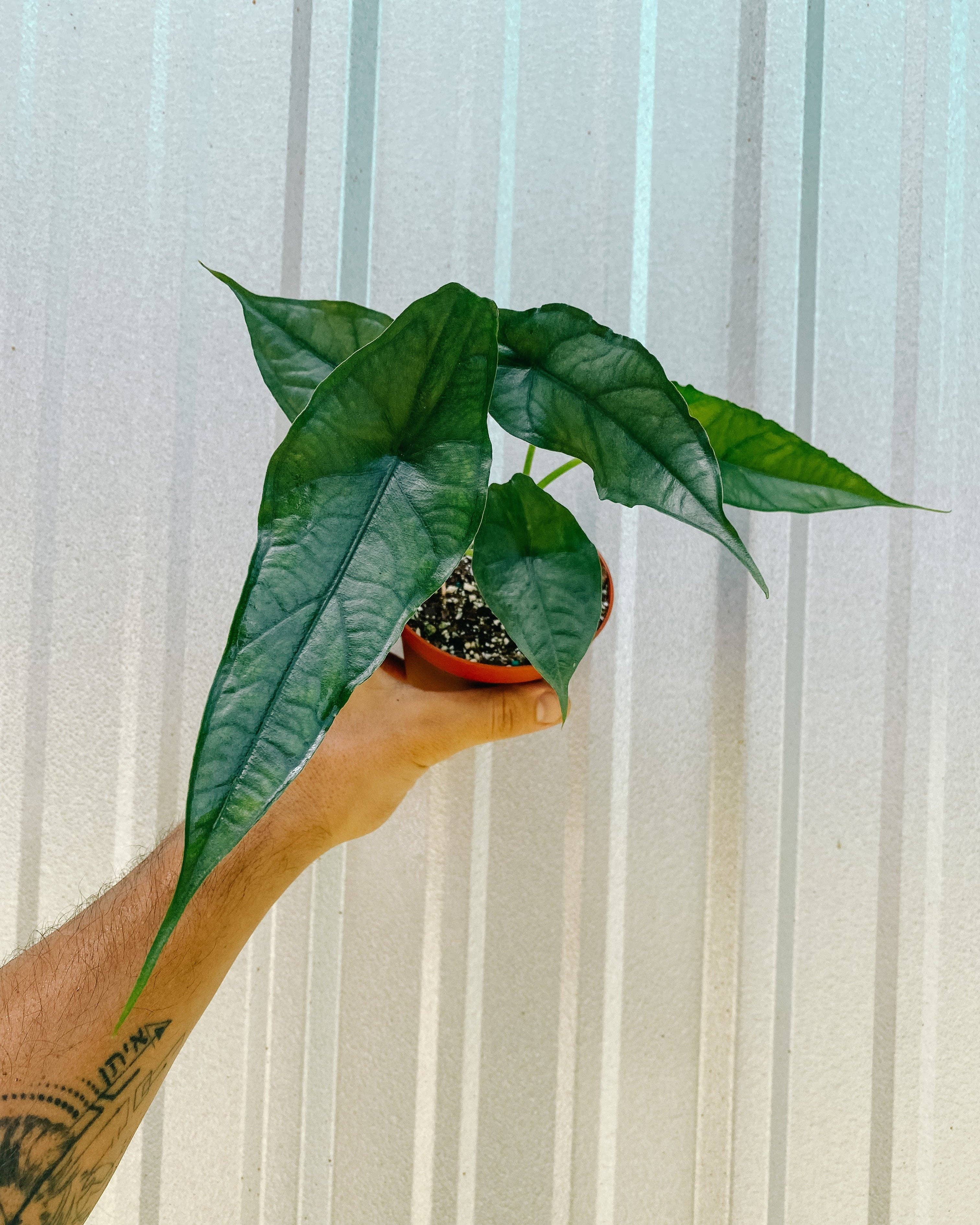 4" Alocasia 'Heterophylla Dragon's Breath'