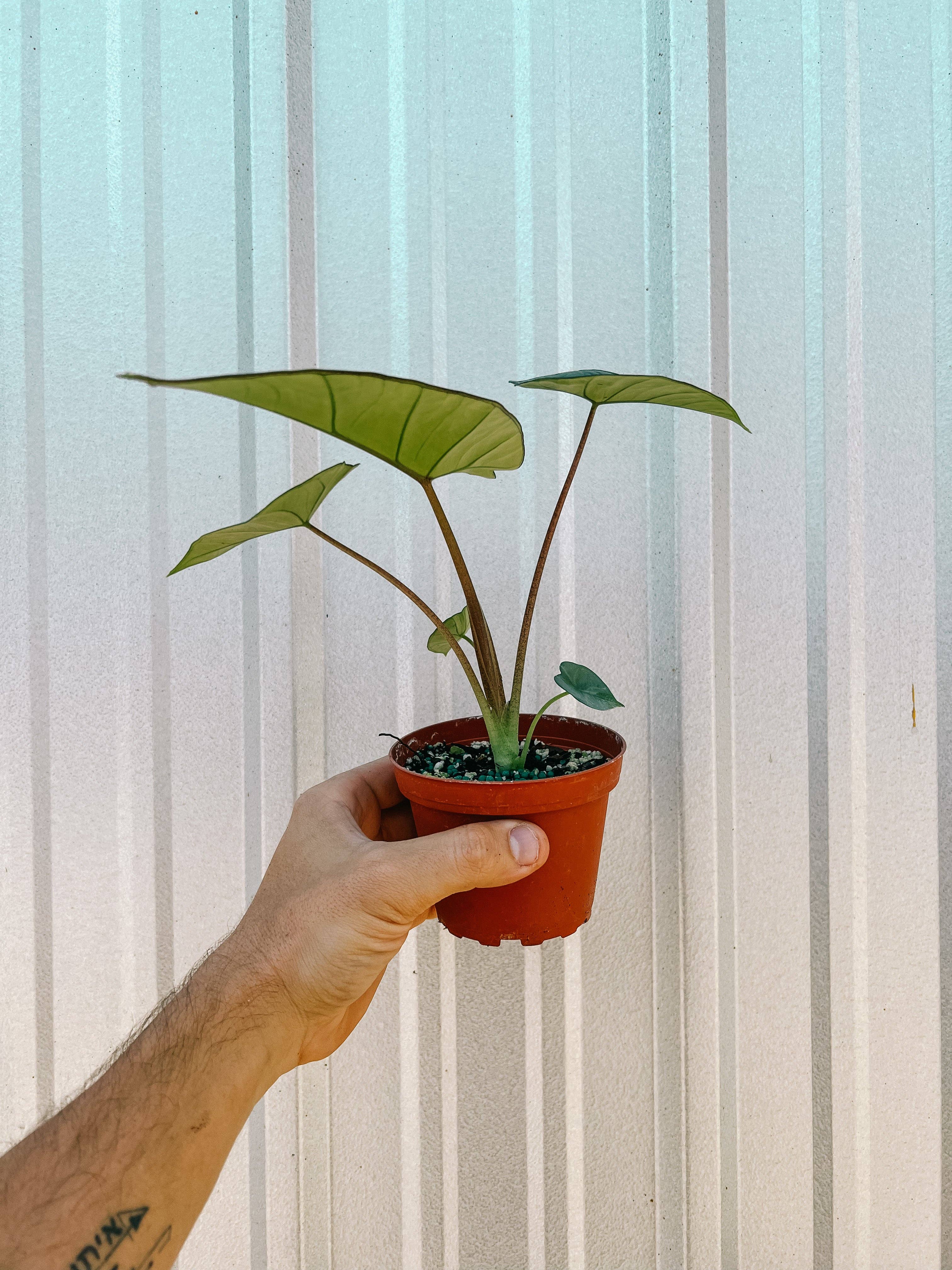 4" Alocasia 'Platinum'