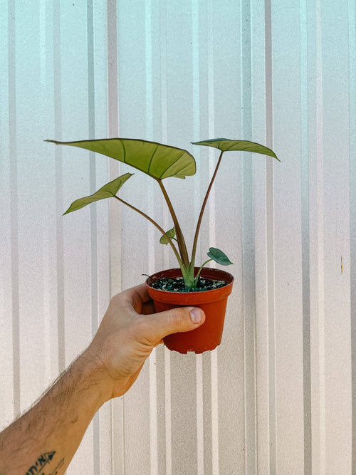 4" Alocasia 'Platinum'