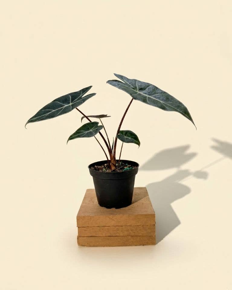 4" Alocasia Longiloba 'Dragon's Tooth'
