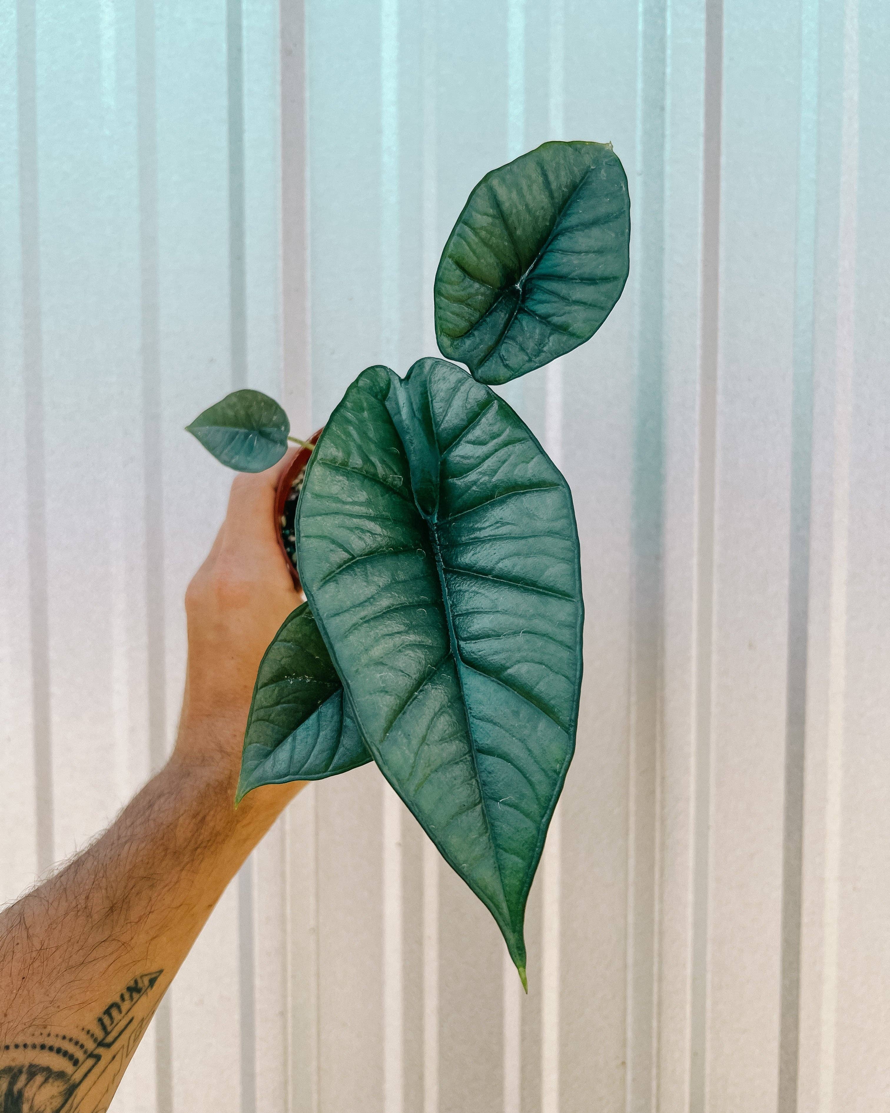 4" Alocasia 'Platinum'