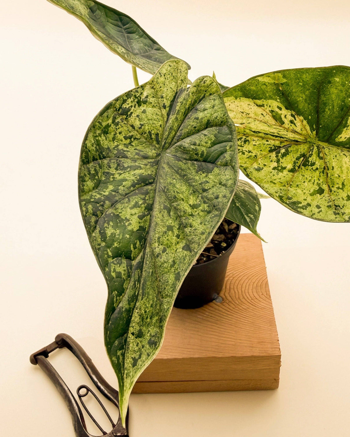 4" Variegated Alocasia 'Green Dragon Scale Mint'