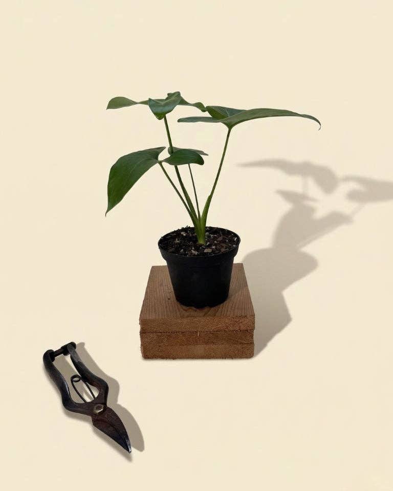 4" Thaumatophyllum Spruceanum (Philodendron 'Goeldii')