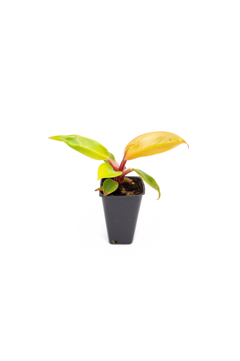 Philodendron