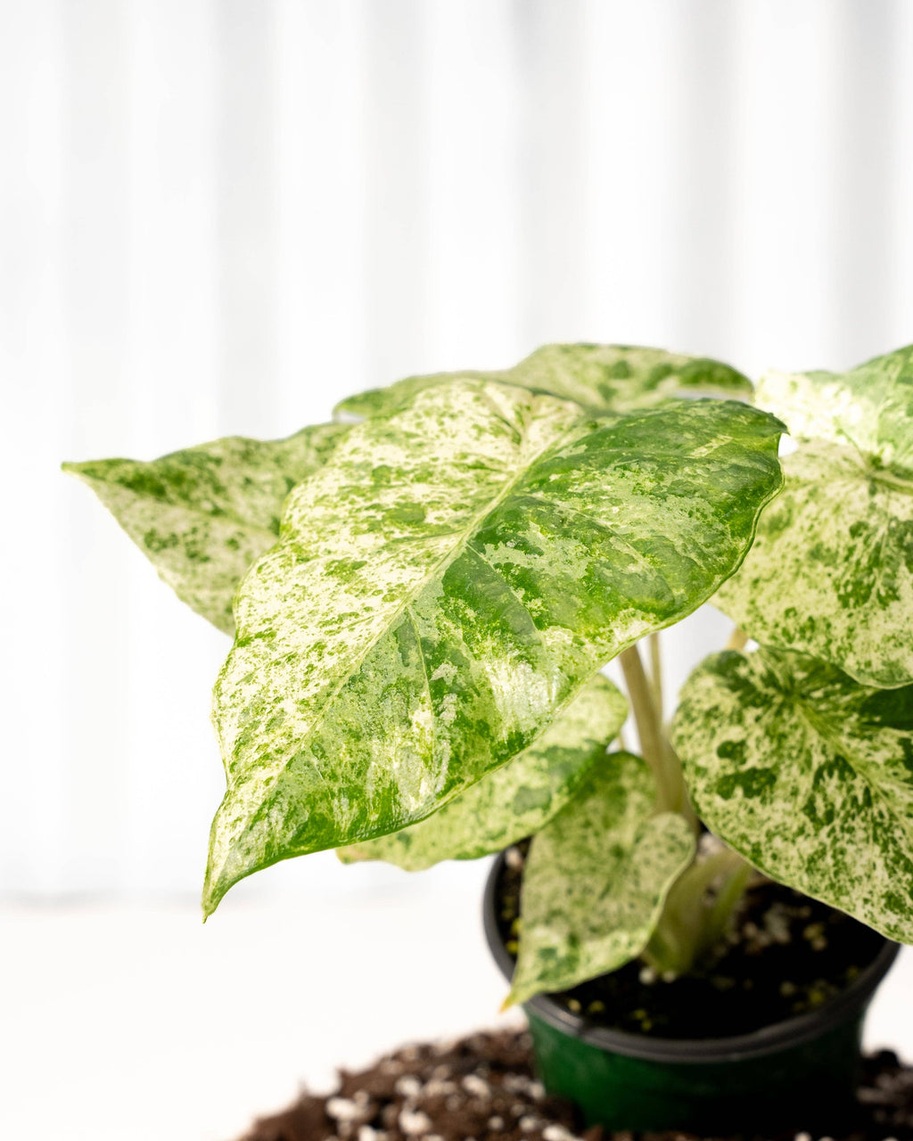 4" Alocasia 'Odora Batik'