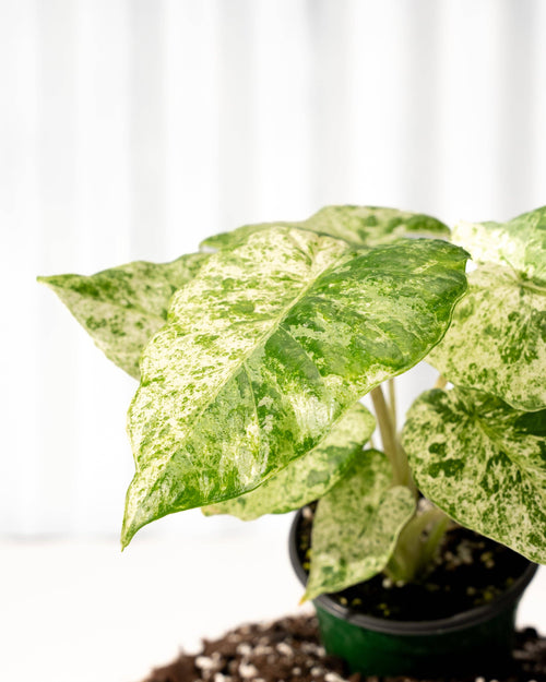 4" Alocasia 'Odora Batik'