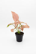 Syngonium
