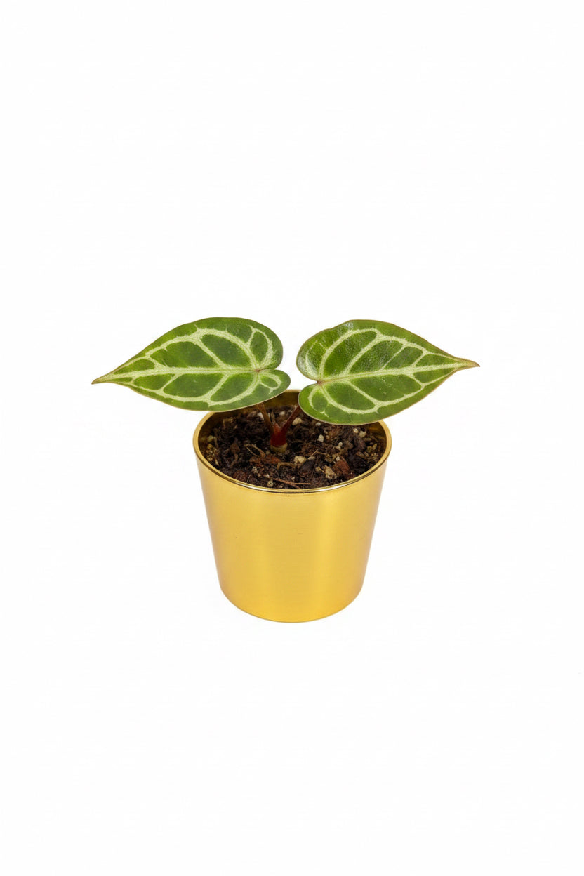 Anthurium