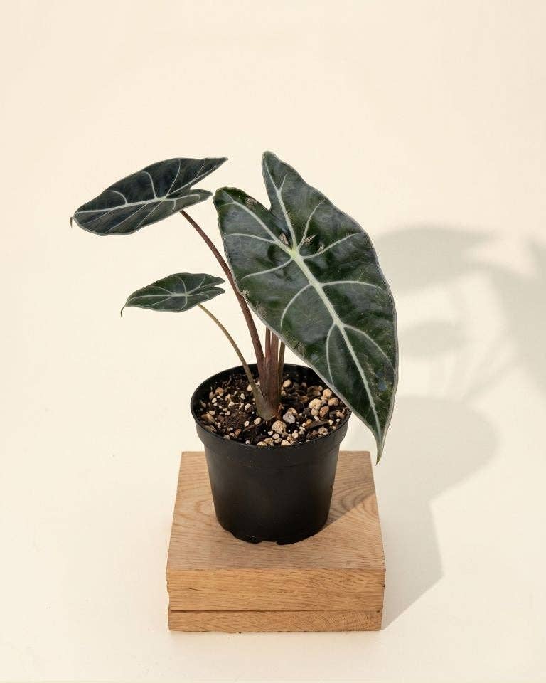 4" Alocasia Longiloba 'Dragon's Tooth'
