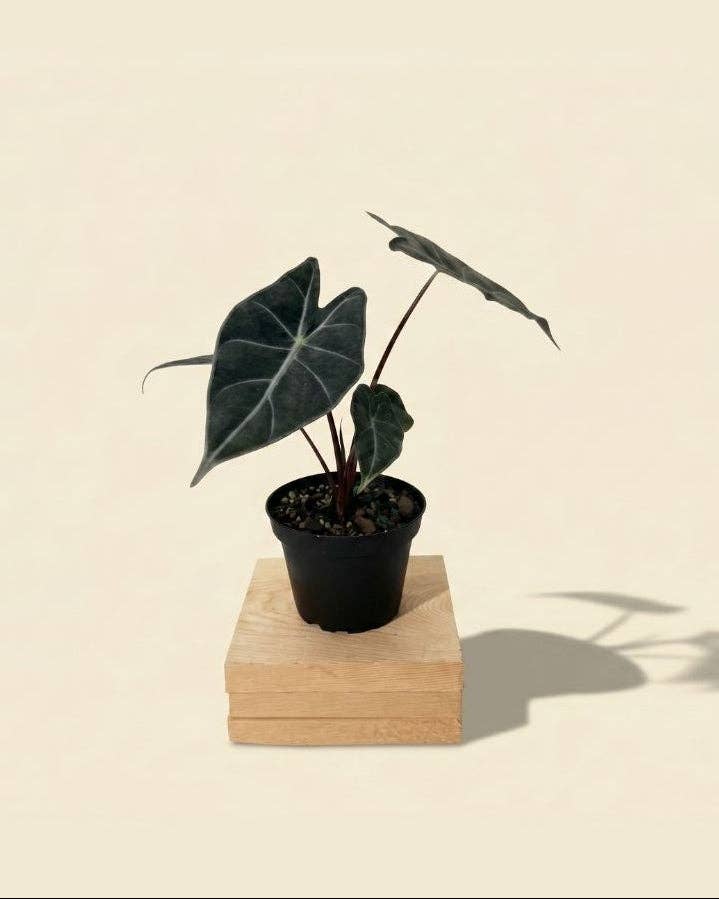 4" Alocasia Longiloba 'Dragon's Tooth'