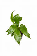 Peace Lilly