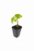 Alocasia