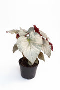 Begonia