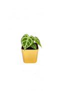 Anthurium