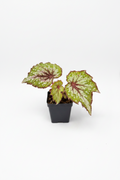 Begonia