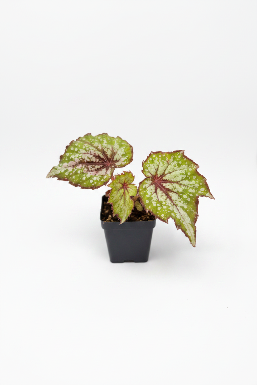 Begonia