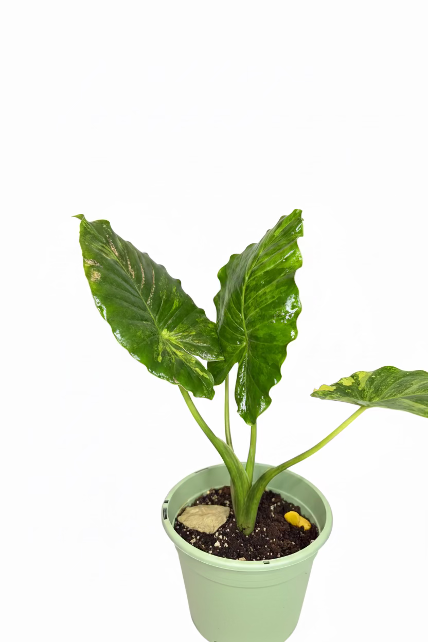 Alocasia (Corms)