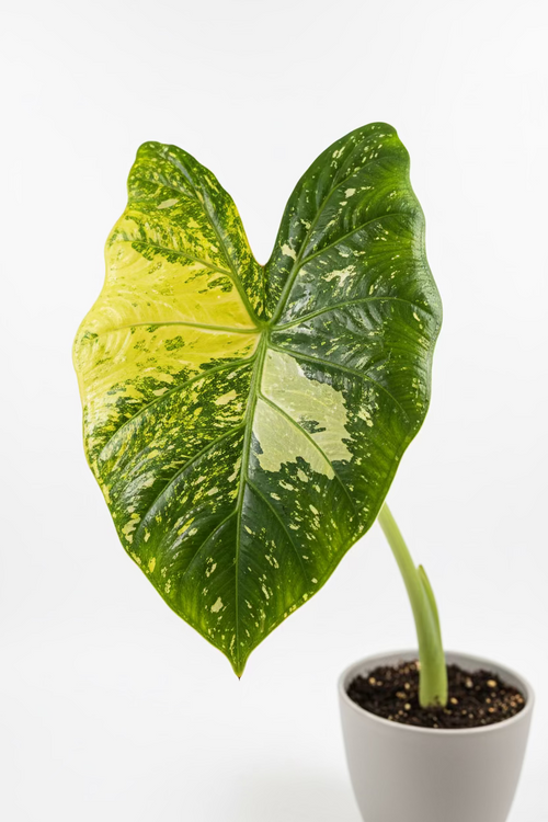 Alocasia (Corms)