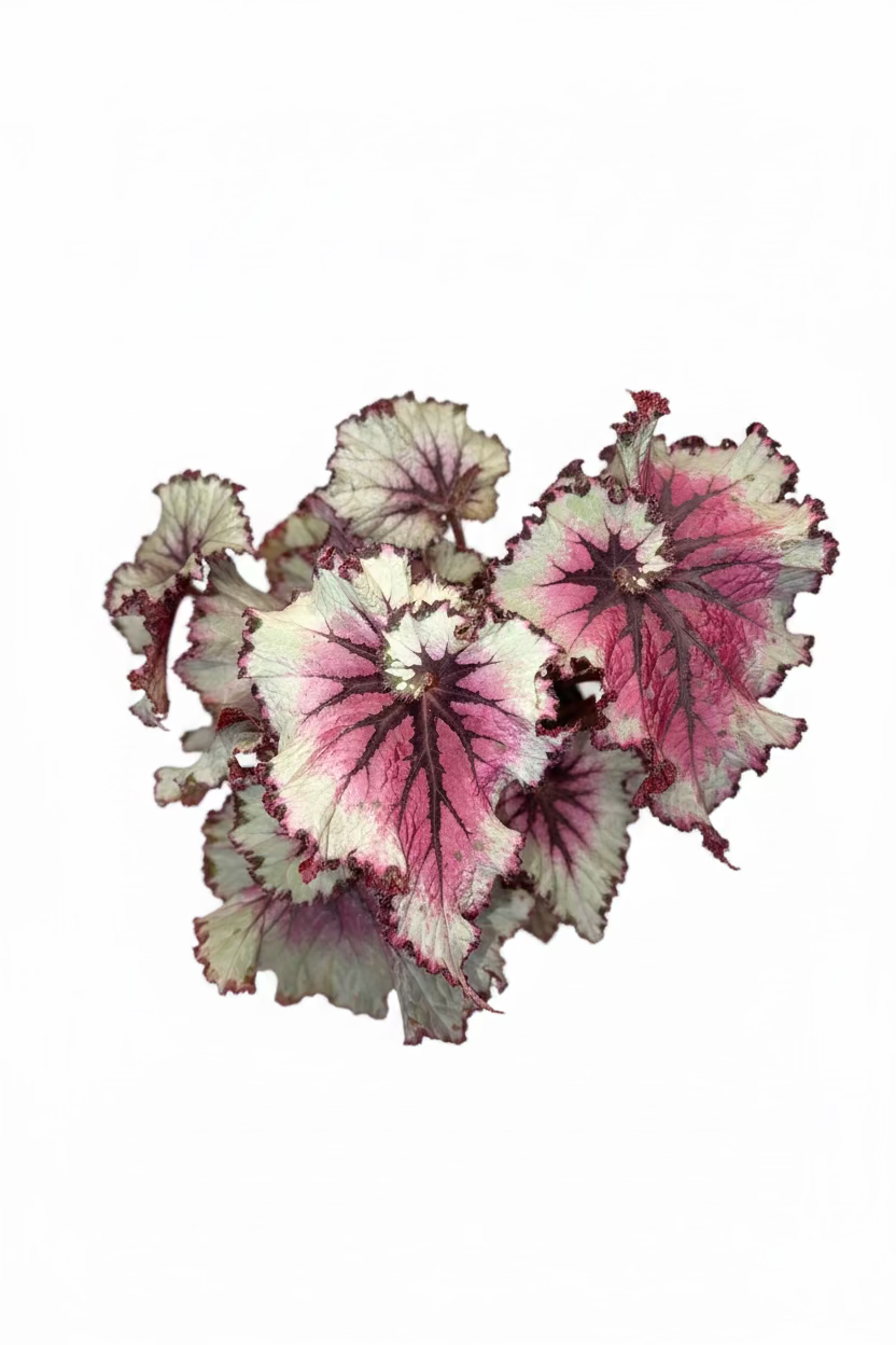 Begonia