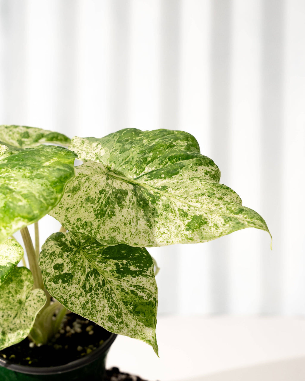 4" Alocasia 'Odora Batik'