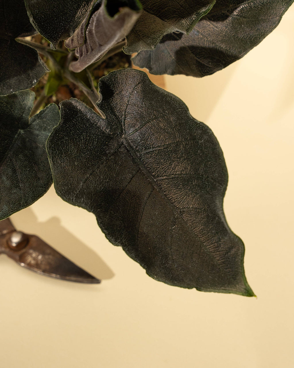 4" Alocasia Chienlii 'Antoro Velvet'
