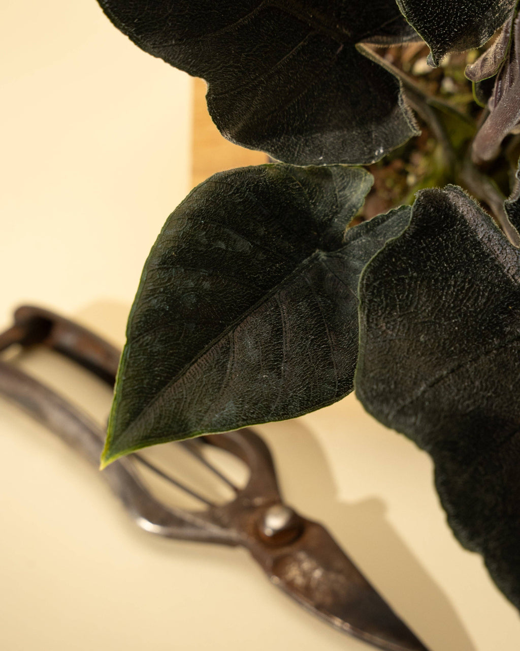 4" Alocasia Chienlii 'Antoro Velvet'