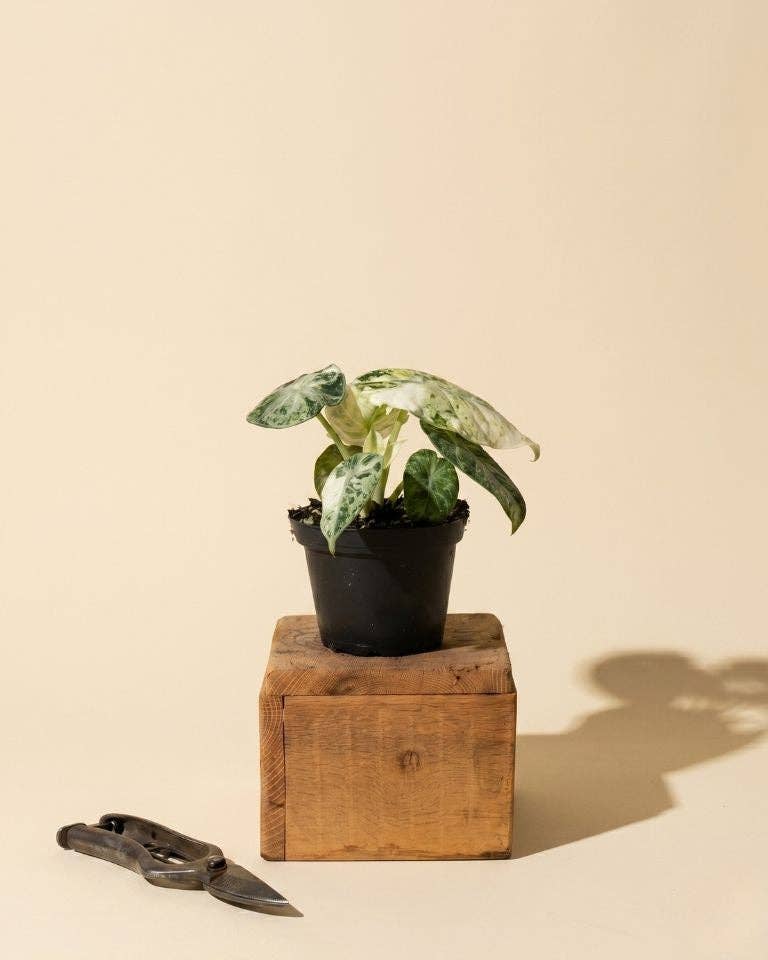 4" Variegated Alocasia Ninja 'Tricolor'