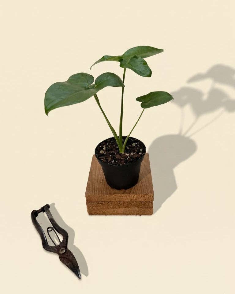 4" Thaumatophyllum Spruceanum (Philodendron 'Goeldii')