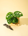 4" Monstera Adansonii 'Swiss Cheese' (Wide Form)